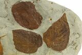 Wide Plate with Five Fossil Leaves (Two Species) - Montana #327218-2